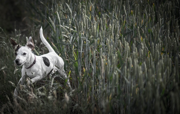 Grass meadow running dog Photo