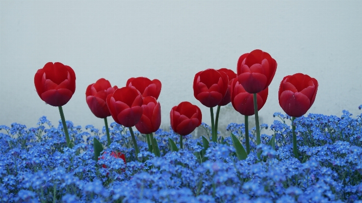 Plant flower petal tulip Photo