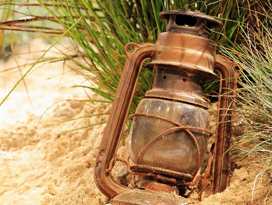 Beach sand light plant Photo