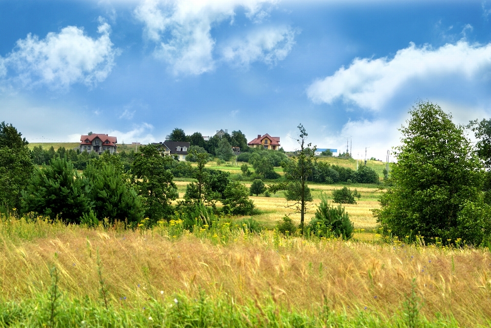 Paisaje árbol naturaleza bosque