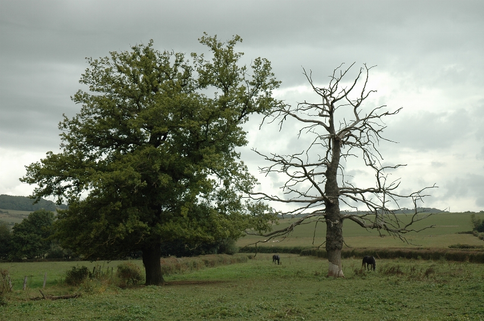 Paesaggio albero natura erba