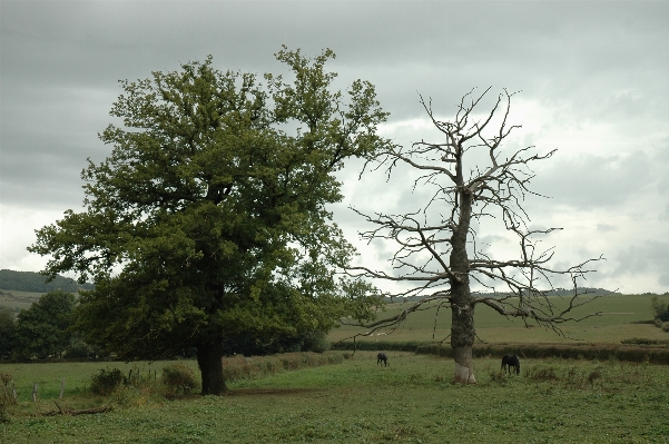 Landscape tree nature grass Photo