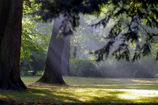 Landscape tree nature forest Photo