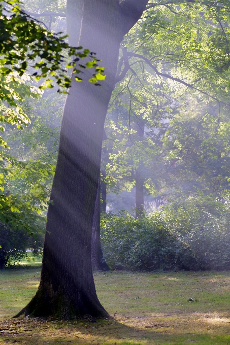 Paesaggio albero natura foresta