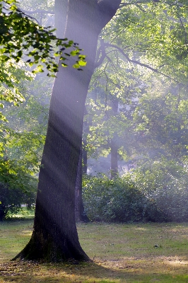 Landscape tree nature forest Photo