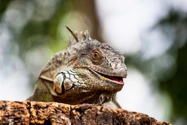 自然 レザー 動物 野生動物 写真