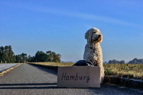 Road dog alone travel Photo