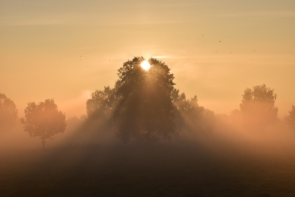 Tree horizon light cloud