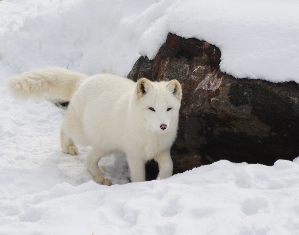 Nature forest wilderness snow