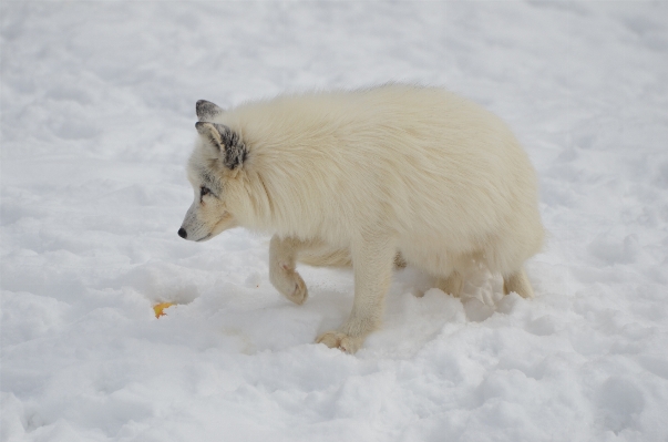 Nature forest wilderness snow Photo