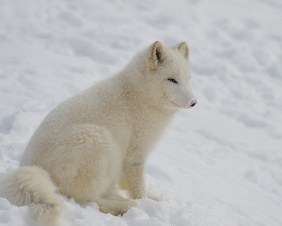 Nature forest wilderness snow