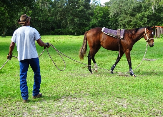 Grass rope farm lawn Photo