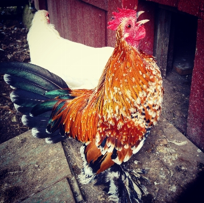 Bird wing farm animal Photo