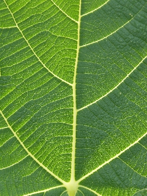 木 植物 テクスチャー 葉 写真