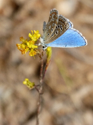 自然 ブランチ 写真撮影 葉 写真