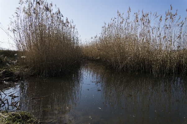 Tree water nature grass Photo