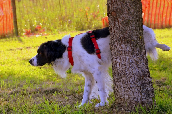 Foto árbol naturaleza césped cachorro