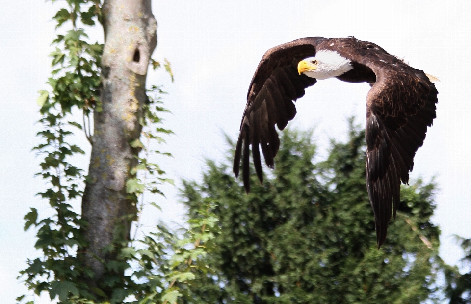 Vogel flügel tierwelt schnabel