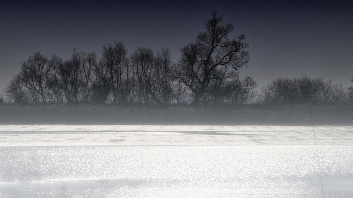 Tree nature outdoor snow Photo