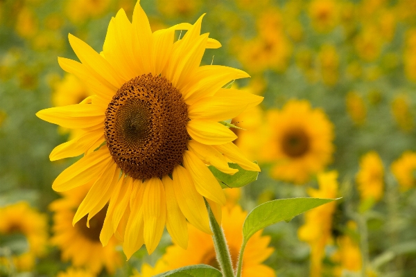 Nature blossom plant field Photo