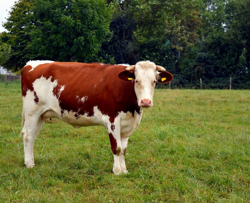 Nature grass field farm Photo