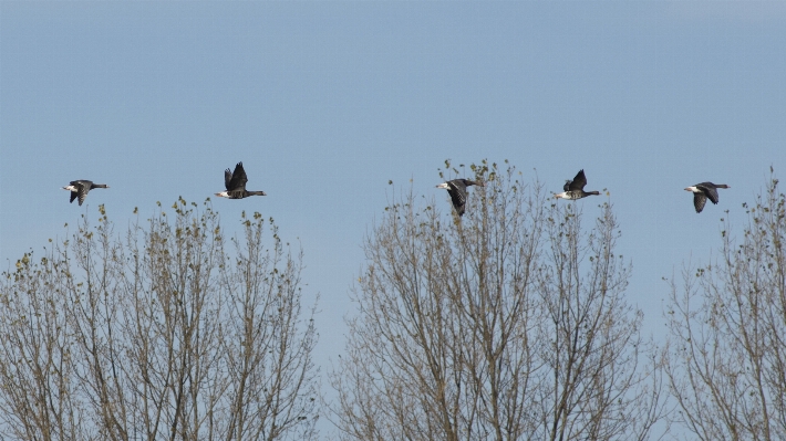 Nature outdoor winter bird Photo