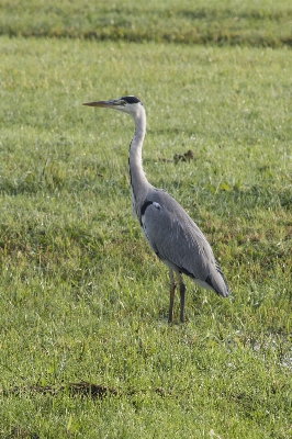 Nature outdoor bird photography Photo