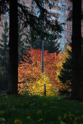 Tree nature forest branch Photo