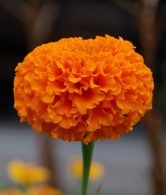 植物 花 花弁 花粉 写真