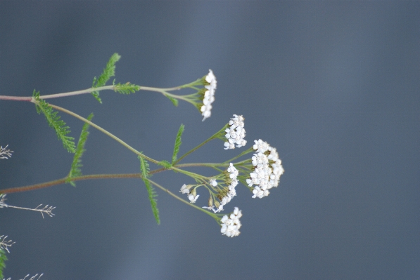 Nature branch blossom plant Photo