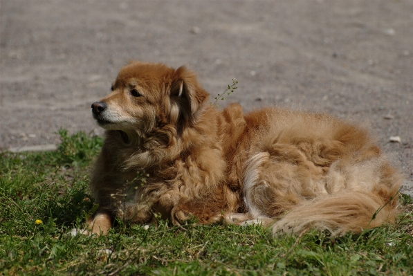 Foto Cucciolo cane animale domestico