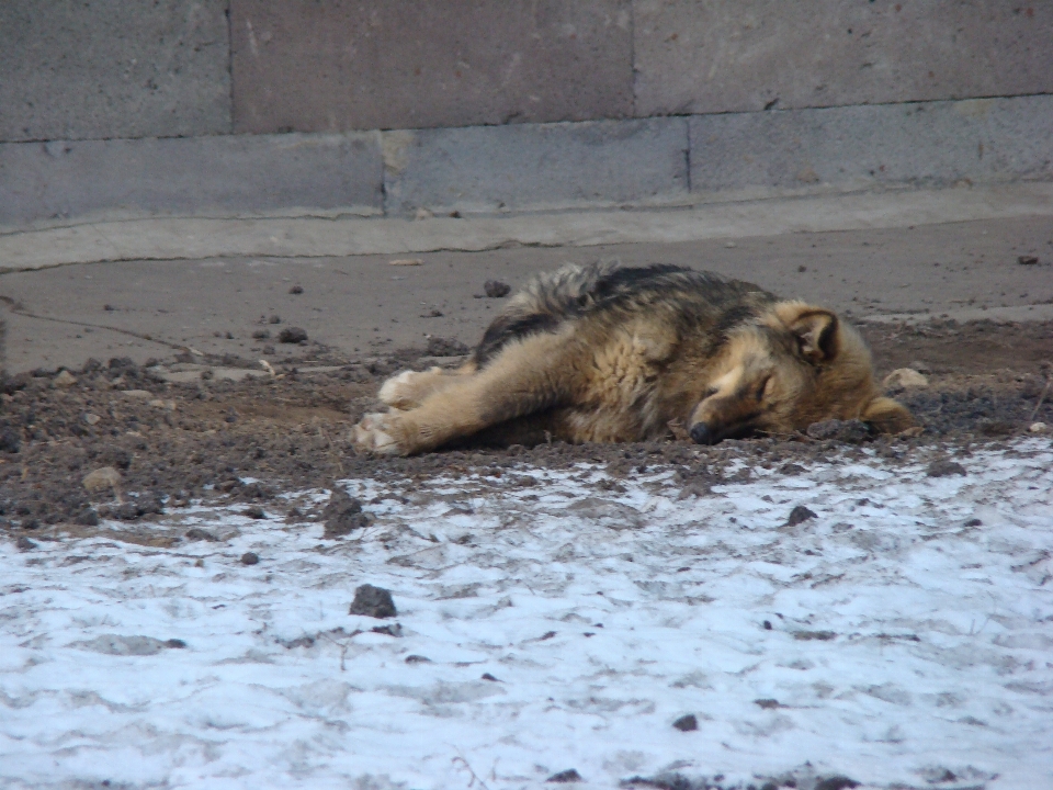 Perro fauna silvestre mascota mamífero