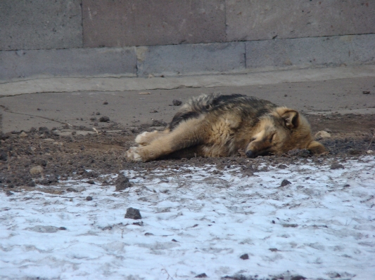 Köpek yaban hayatı evcil hayvan memeli Fotoğraf