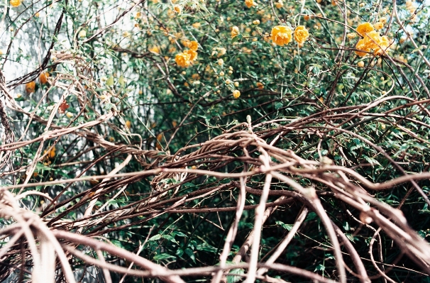 木 ブランチ 植物 vine 写真