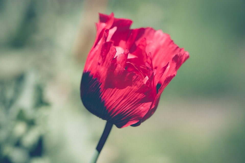 Natur blüte anlage fotografie