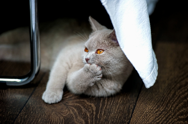 Foto Animale gattino gatto mammifero