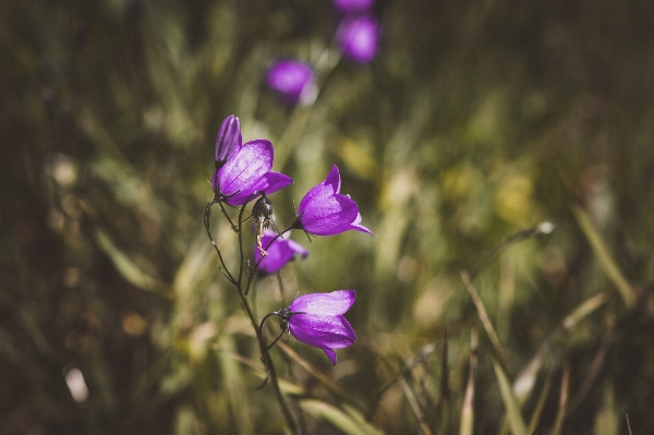 Nature grass blossom plant Photo