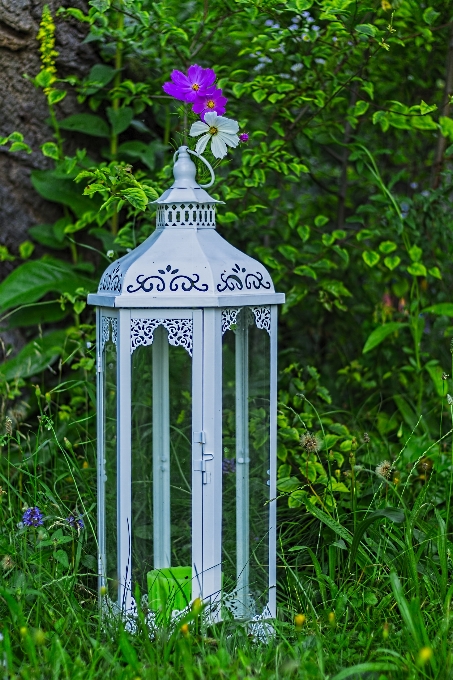 Nature blossom plant white