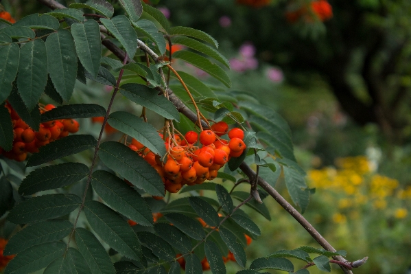 Nature plant berry leaf Photo