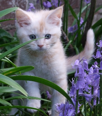 Grass sweet flower animal Photo