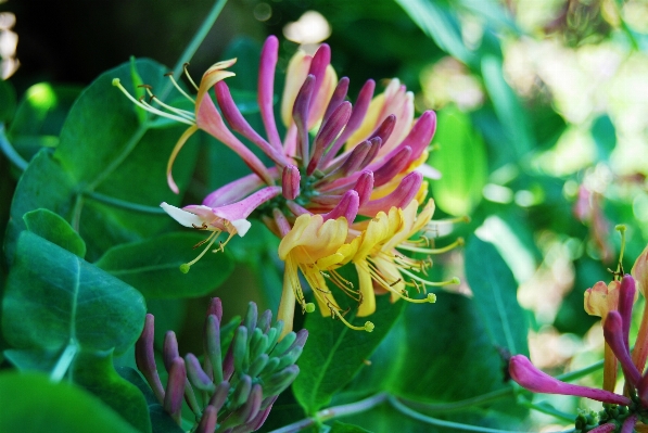 Nature blossom plant leaf Photo