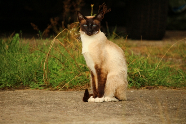 Foto Gatto mammifero fauna basettoni
