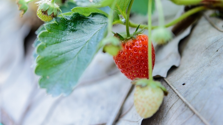 Table nature plant photography Photo