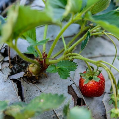 Table nature plant fruit Photo