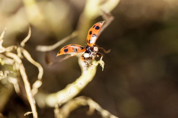 Foto Natureza fotografia flor animais selvagens