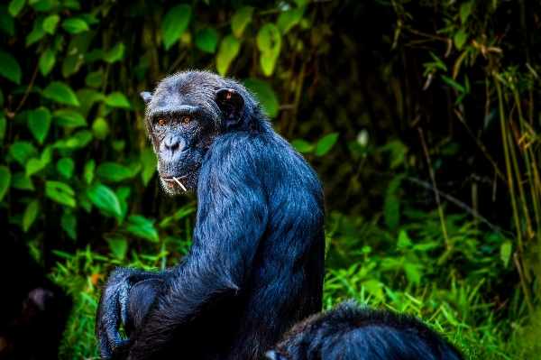 Nature forest view animal Photo