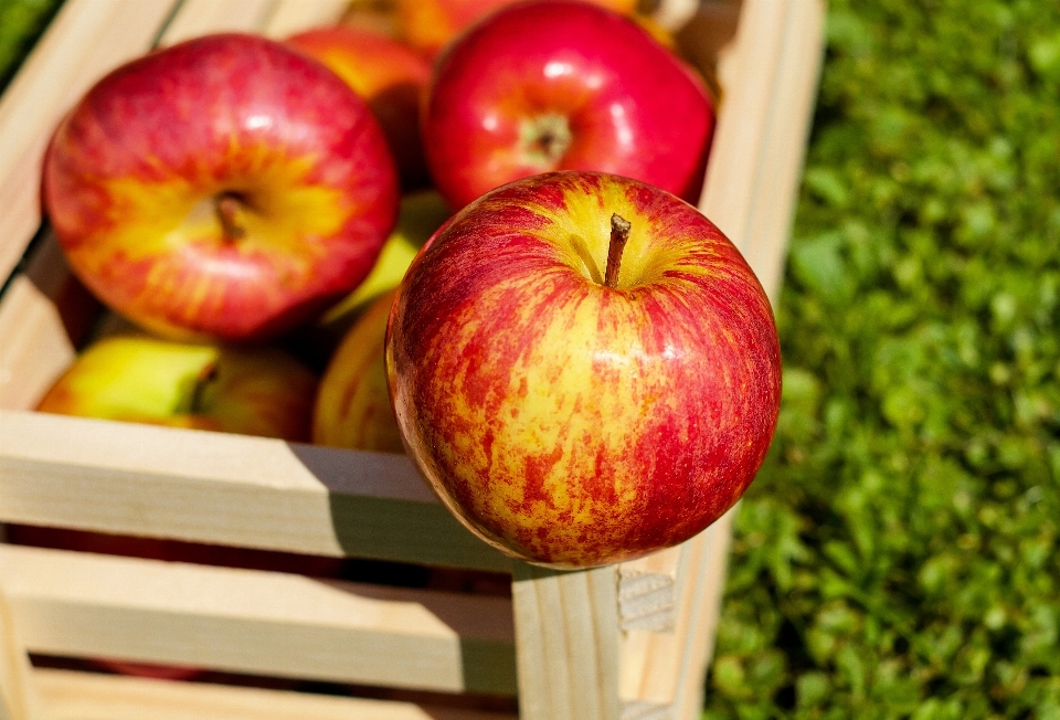 Apple plantar fruta flor