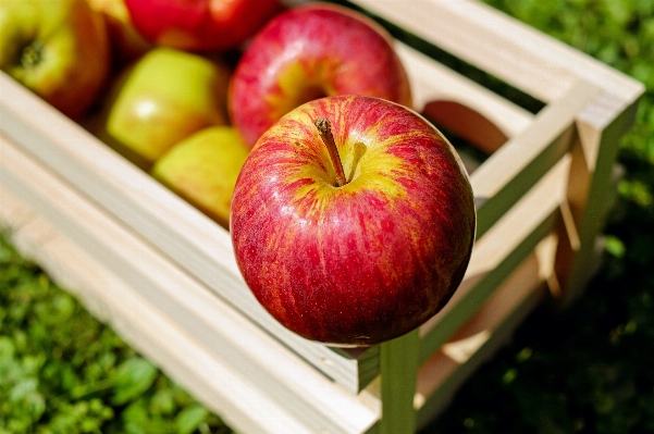 Apple branch plant fruit Photo