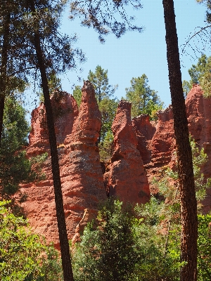 Tree forest rock wilderness Photo