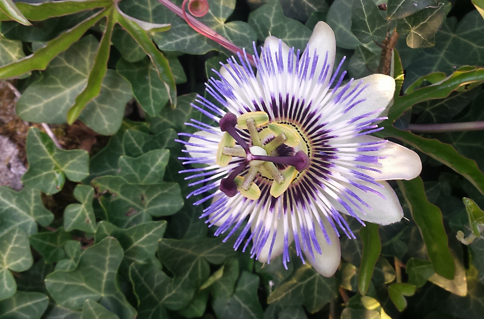 Nature fleurir usine fruit